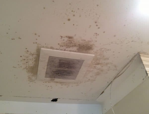 black mold spreading via hvac